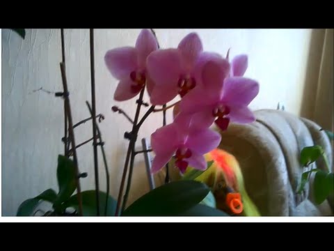 Phalaenopsis orhideja - kako se brinuti kod kuće