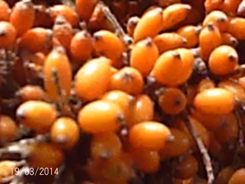 Sea buckthorn oil recipes. Useful properties and application