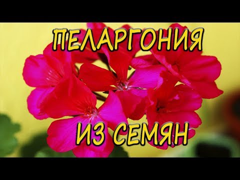 Pelargonium - gondozás és szaporodás otthon