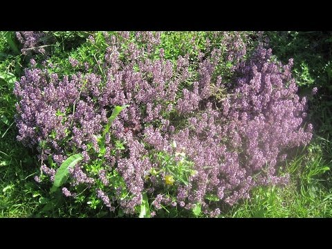 Timianurt - nyttige egenskaper, kontraindikasjoner, påføring