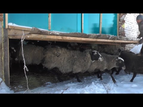 Ferme en Russie - par où commencer et comment réussir