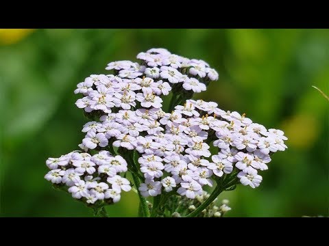 Yarrow - prínos, poškodenie, tradičná medicína