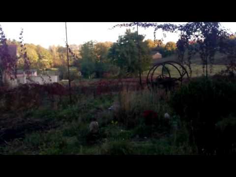 Champignon cultivation at home