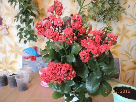 Kalanchoe care at home