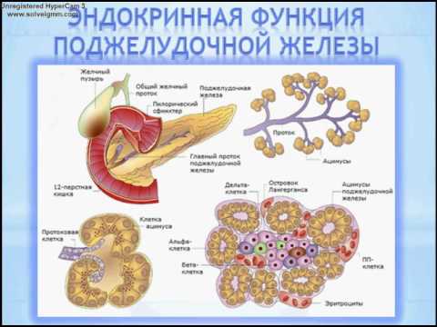 Kde to je, ako to bolí a ako sa lieči pankreas