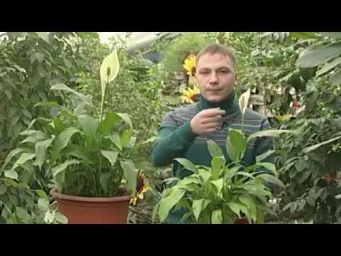 Omsorg for spathiphyllum hjemme