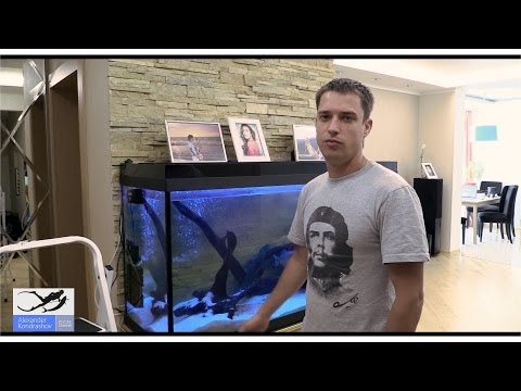 Comment nettoyer un aquarium - un plan de nettoyage étape par étape