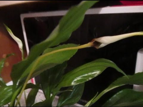 Care for spathiphyllum at home