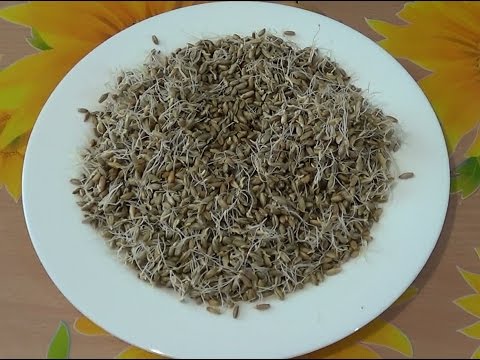 Comment faire du kvas à partir du malt - 7 recettes pas à pas