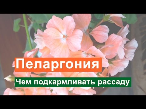 Pelargonium - njega i razmnožavanje kod kuće