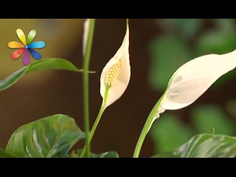 Care for spathiphyllum at home