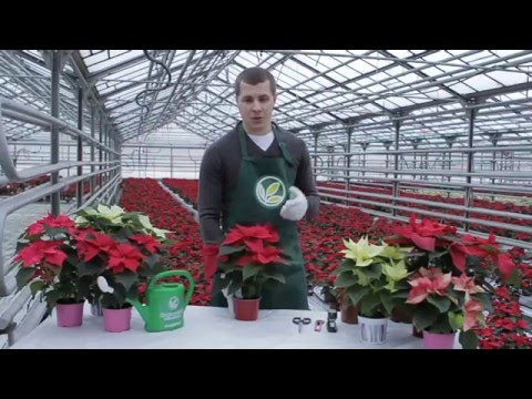 Hjem Poinsettia Care