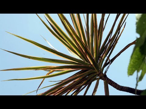 Sådan plejes dracaena derhjemme