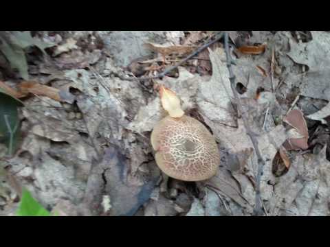 Comment faire cuire les champignons à la maison