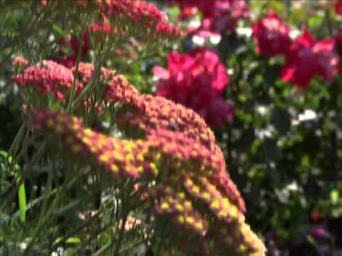 Yarrow - benefit, harm, traditional medicine