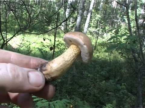 How to pickle boletus mushrooms for the winter