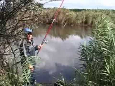 Comment et quoi attraper des carpes? Habitudes, appâts, vidéo