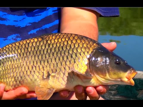 Kuinka ja mitä saadaan karpiin? Tottumukset, syötti, video