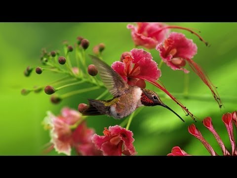 Gdje žive hummingbirds