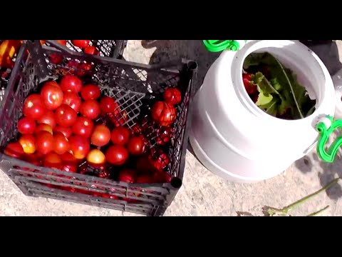 Comment saler les tomates pour l'hiver - 5 recettes pas à pas