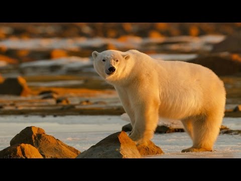 Where do polar bears and penguins live?