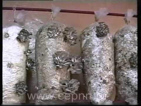 Growing oyster mushrooms at home