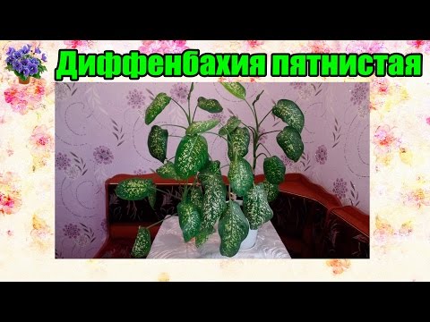 Home care for dieffenbachia