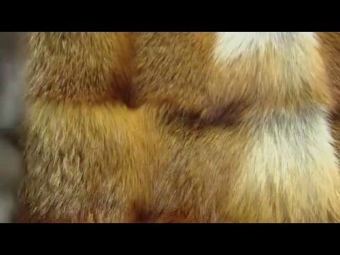 How to clean a fur coat from beaver and rabbit fur