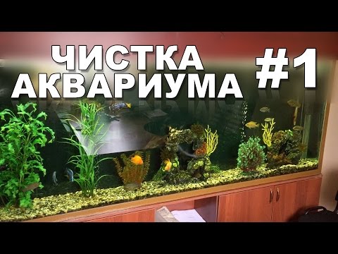 How to clean an aquarium - a step-by-step cleaning plan