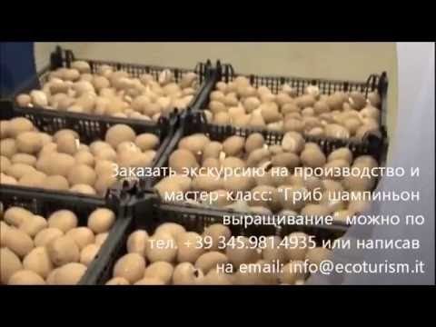 Champignon cultivation at home