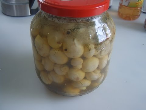 Sådan pickle champignons derhjemme