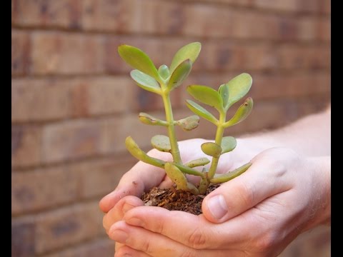 Cách chăm sóc cây tiền tại nhà.