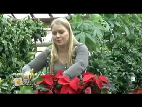 Kućna njega Poinsettia