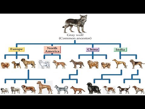 Là con sói là một con thú khủng khiếp hay một con vật tính toán?