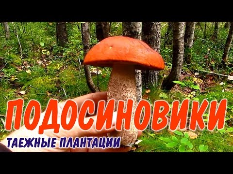 Hvordan pickle cap boletus for vinteren i bankene