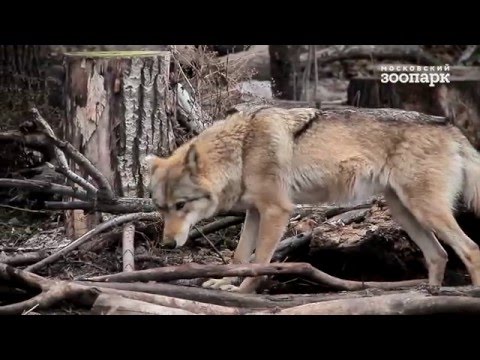 Le loup est-il une terrible bête ou un calculateur?