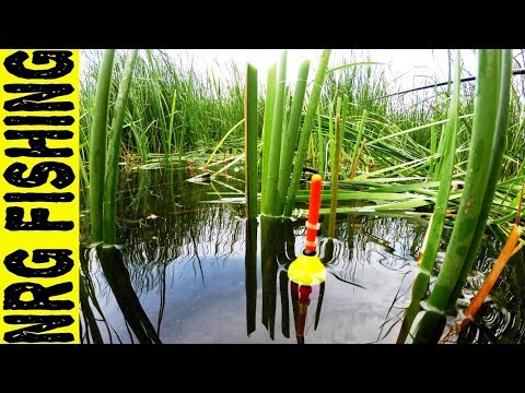 How to catch crucian carp on a fishing rod - anglers tips