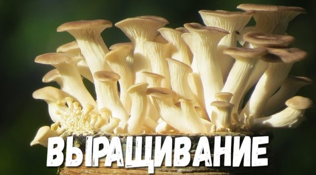 Oyster mushroom cultivation