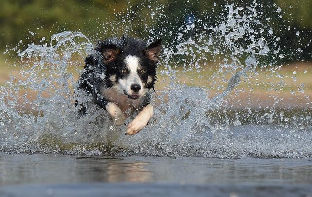 Collie hund