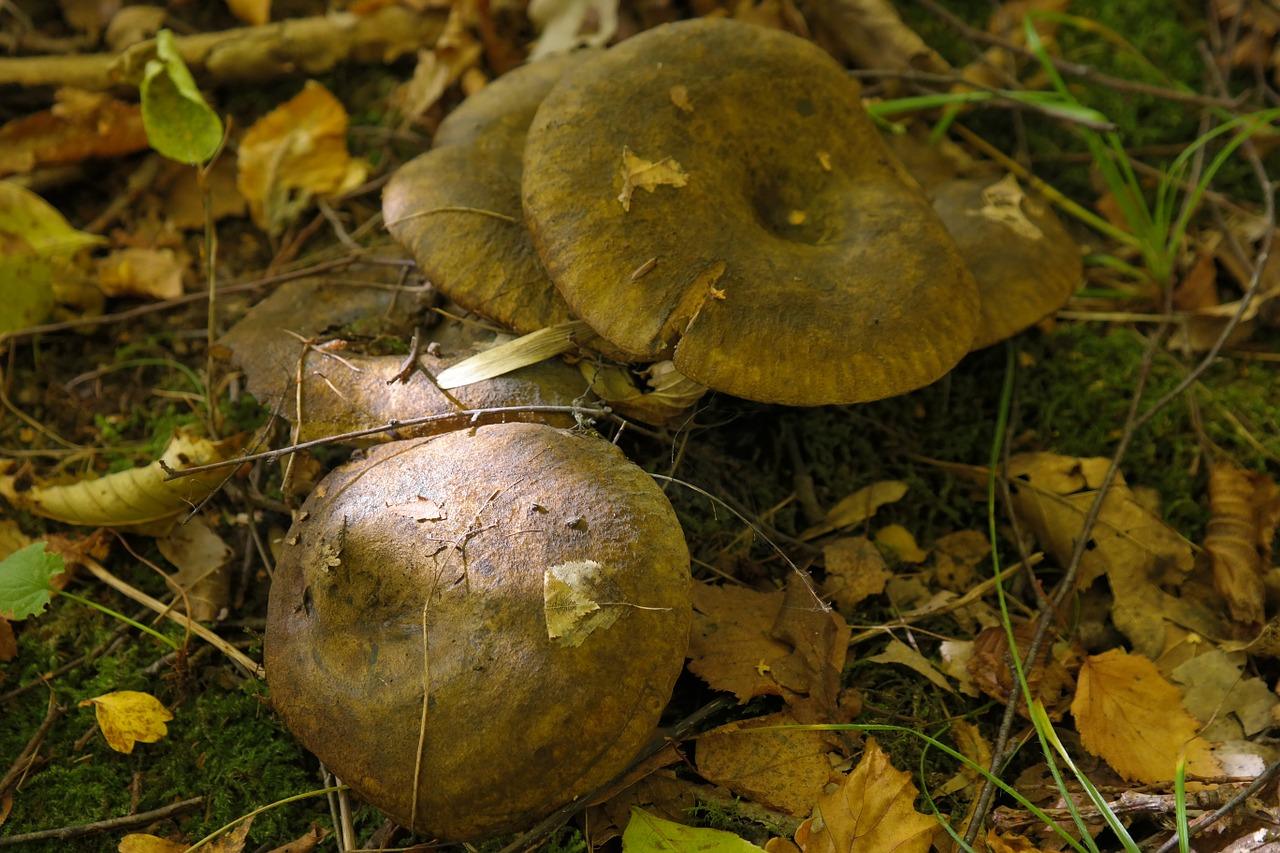 Photo de champignons