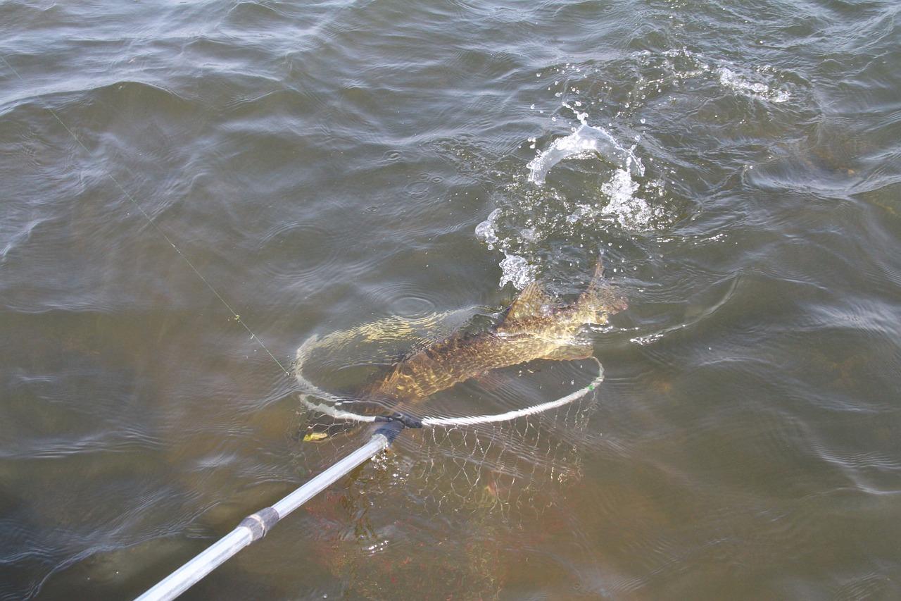 Pêche au brochet