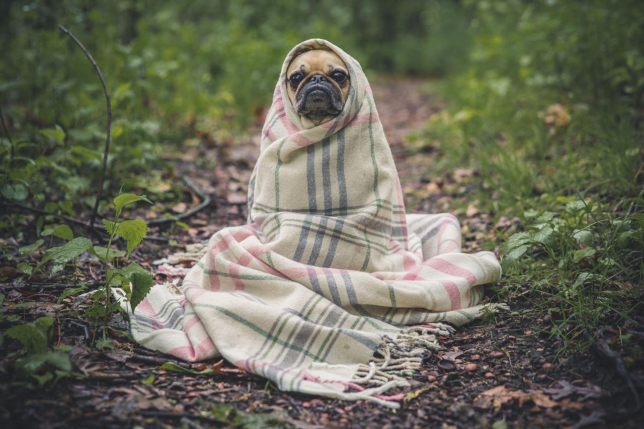 Pug wrapped in a blanket