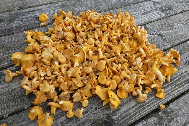 A whole mountain of chanterelles