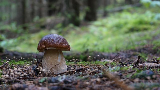 Hvit sopp i skogen