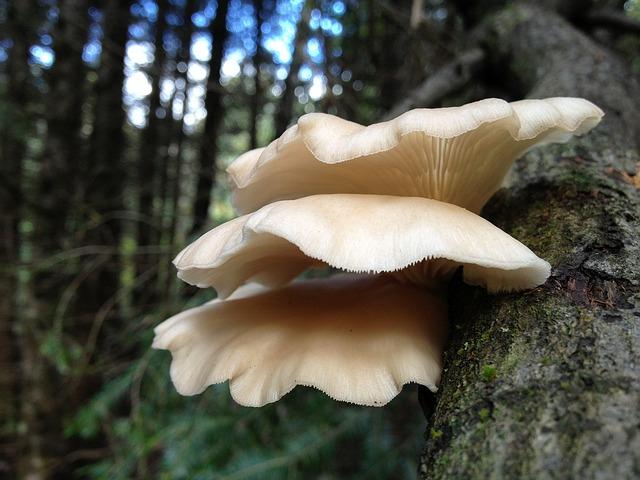 Pleurotes sur un arbre