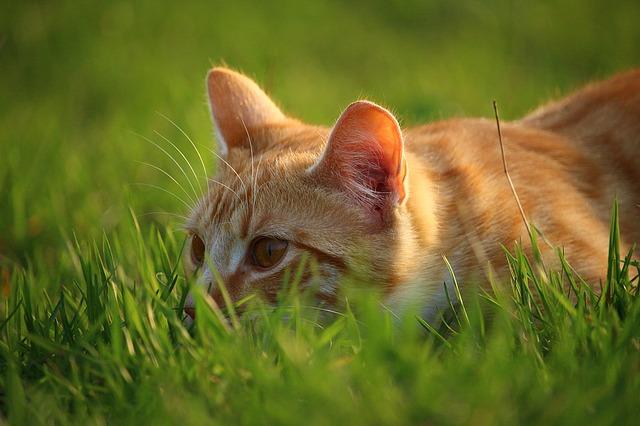 Koto est assis dans l'herbe