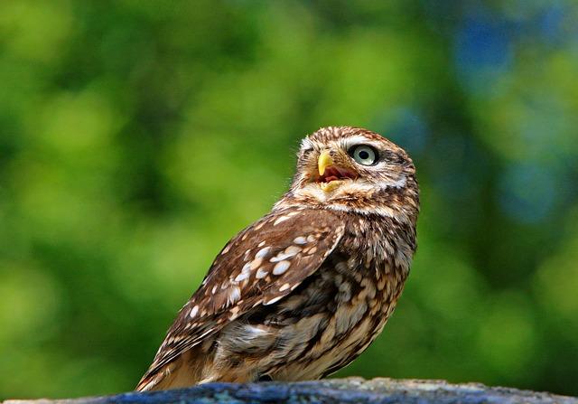 Beautiful photo of an owl