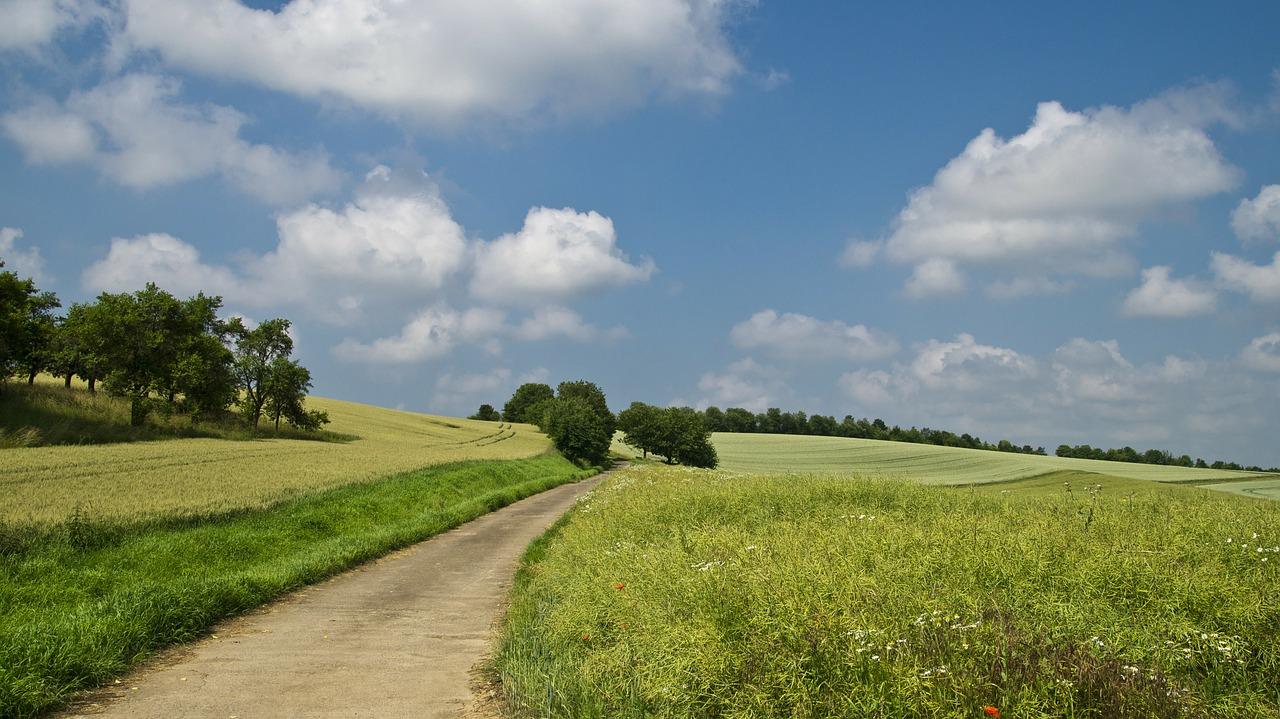 Poľná lenivosť