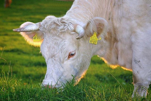 Farm cow