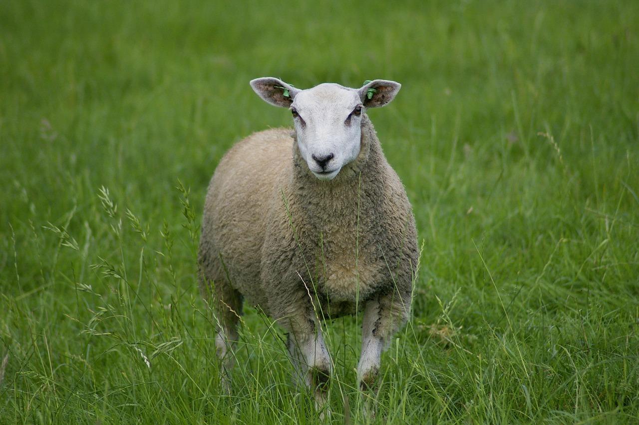 Mouton de ferme